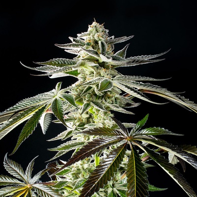 Kannabia Seeds Apple & Bananas semena neobsahují THC 5 ks