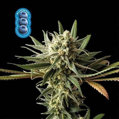 Seedsman Blueberry semena neobsahují THC 3 ks