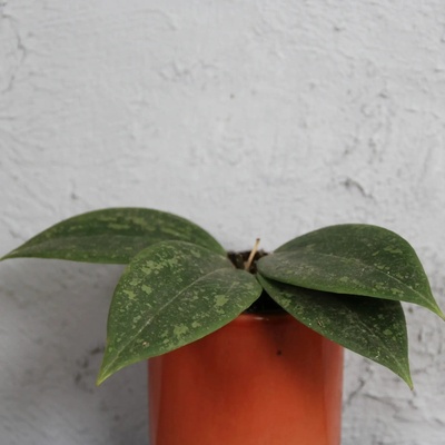 Hoya Wibergiae baby