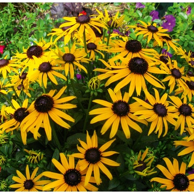 GREENBOSS FLOWER Třapatka zakrslá 'Little Goldstar' Průměr květináče: 9 až 12 cm