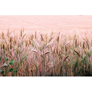 DIMEX ART Флизелинов фототапет пшенично поле 375 x 250 см