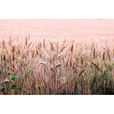 DIMEX ART Флизелинов фототапет пшенично поле 375 x 250 см