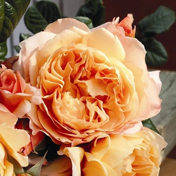 Image 1 of Tantau® Роза Capri® Tantau®