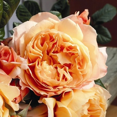 Tantau® Роза Capri® Tantau®