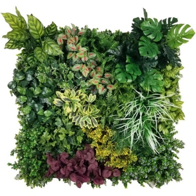 Variabilný WALL GREEN Euonymus japonicus, dielec 100 x 100 cm