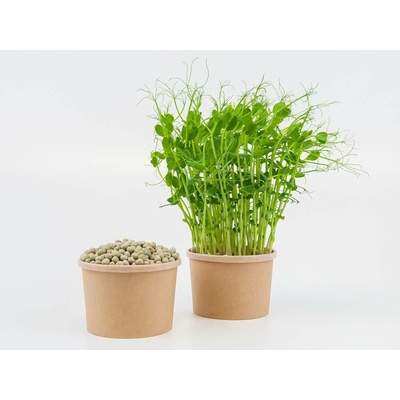Tiny Greens Hrášek Curly BIO semínka na klíčení a 400 g