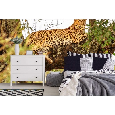 Dimex MA-5-0571 Samolepicí vliesová fototapeta na zeď Africký leopard rozměry 375 x 250 cm
