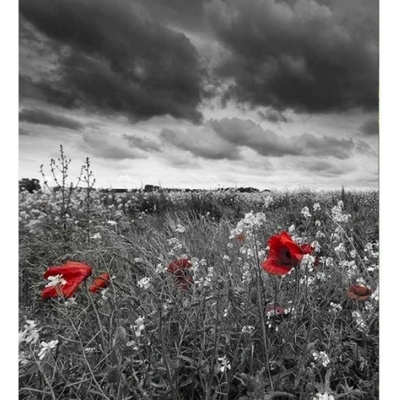 DIMEX ART Флизелинов фототапет черно-бели макове 225 x 250 см