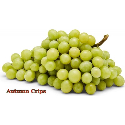 Vinič Autumn Crisp bezsemenné