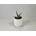 Sansevieria hyacinthoides