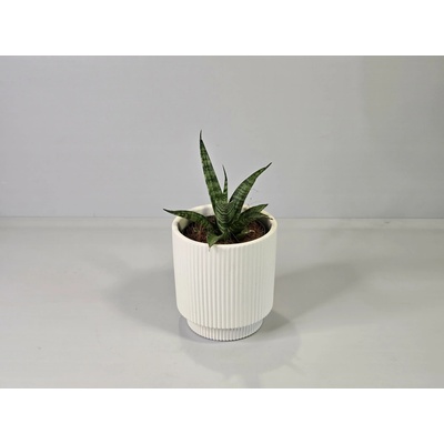 Sansevieria hyacinthoides