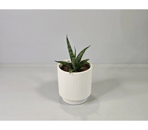 Sansevieria hyacinthoides