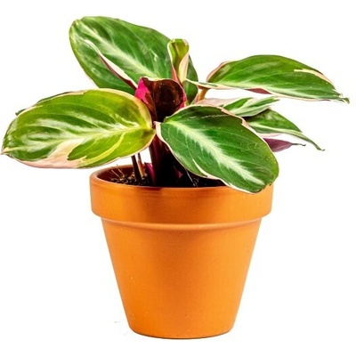 Gardners Stromanthe Triostar, průměr 7 cm Stromante