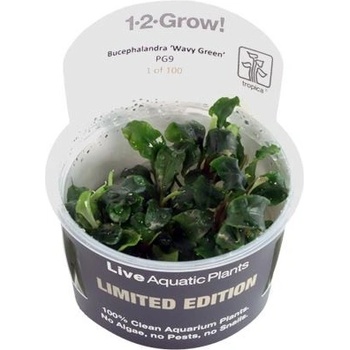 Bucephalandra Kedagang