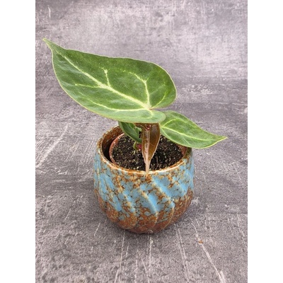 Anthurium Silver Blush mini
