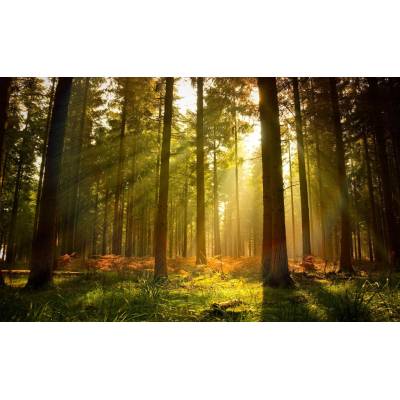 Donga Fototapeta vliesová: Východ slnka v lese rozmery 312x219cm