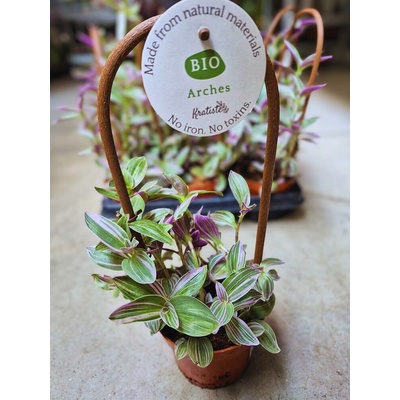 TRADESCANTIA ťahavá +opora 12/35cm