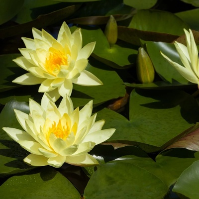 Leknín žlutý - Nymphaea - semena - 5 ks