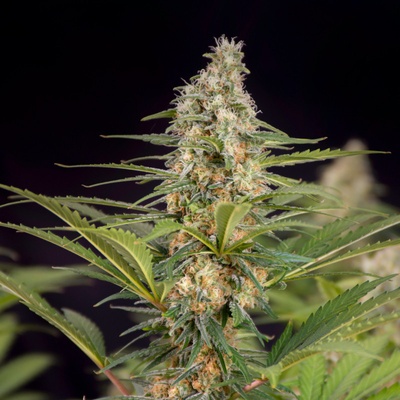 DOCTOR'S CHOICE Cali Crasher semienka neobsahujú THC 5 ks