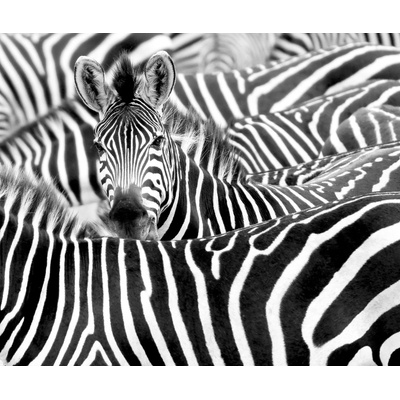 Rasch 363616 Vliesová fototapeta na zeď African Queen, ropzměry 3,18 x 2,65 m