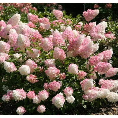 Hydrangea paniculata 'Vanille Fraise'