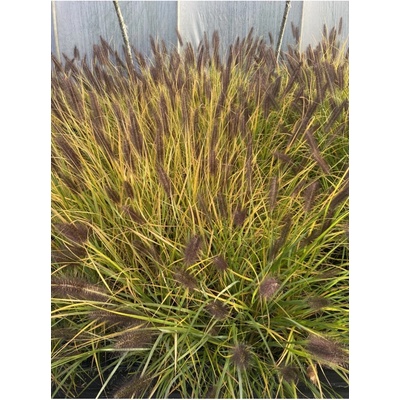 Pennisetum alopecuroides BLACK BEAUTY - dochan, vousatec
