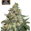 Seedstockers Girl Scout Cookies semena neobsahují THC 5 ks
