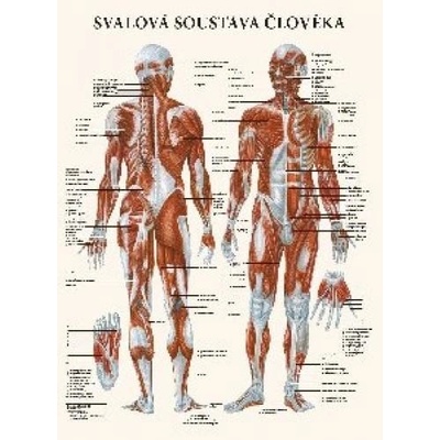 Mapa - Svalová soustava člověka
