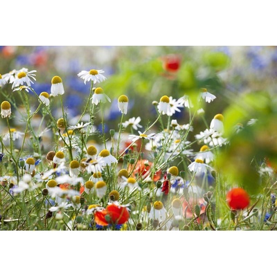 DIMEX ART Флизелинов фототапет цъфтящи диви цветя 375 x 250 см