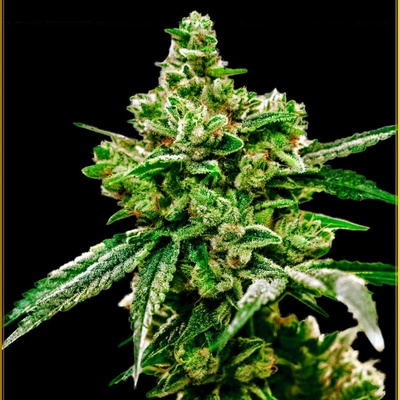 Anaconda Seeds White Widow semena neobsahují THC 5 ks