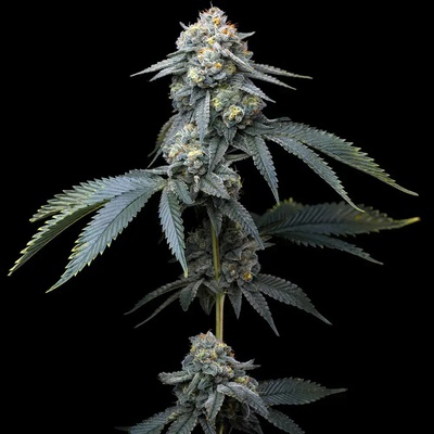 Barney´s Farm Jealousy semienka neobsahujú THC 10 ks