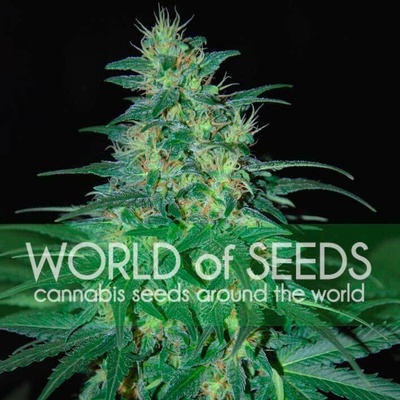 World of Seeds South African Kwazulu semienka neobsahujú THC 7 ks