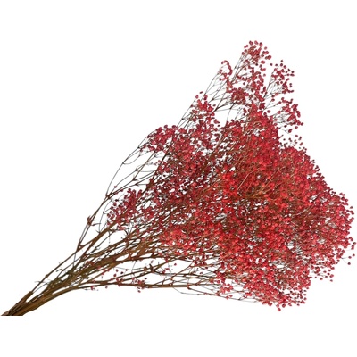 Stabilizovaná Gypsophila - Nevestin závoj 80g - červený