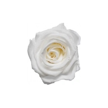 Darčeková stabilizovaná ruža - biela