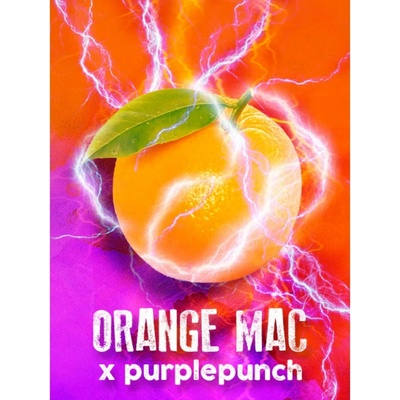 Tramuntana Seeds Orange Mac x Purple Punch semienka neobsahujú THC 3 ks