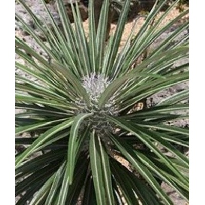 Pachypodium geayi ”Madagaskarská palma”