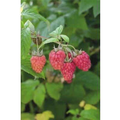 neuvedené Maliník BIO FloraSelf Bio Rubus idaeus Twotimer ‚Sugana Red’® kvetináč 13 cm, dvojaká úroda