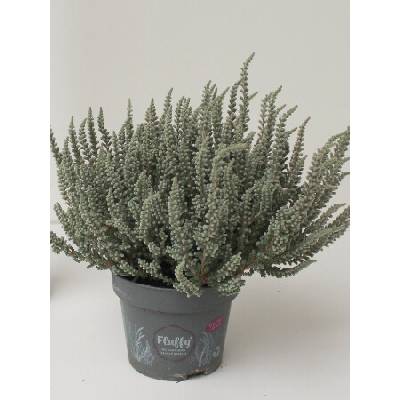 Calluna vulgaris Garden girls 12 cm