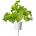 Click & Grow Семена Click and Grow Маруля Дъбов лист, 3 броя (SGR91X3)