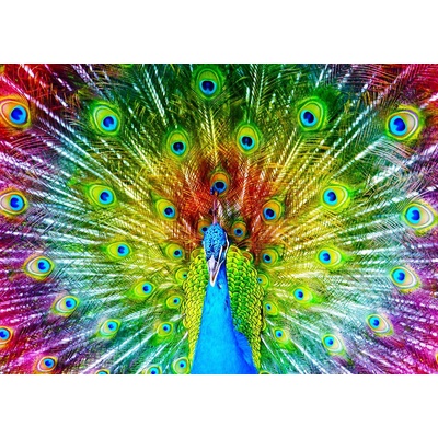 Enjoy - Puzzle Colorful Peacock - 1 000 piese