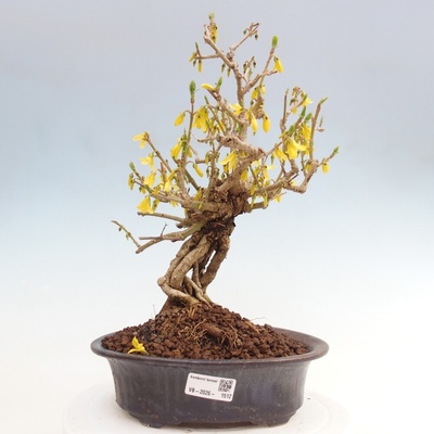 e-bonsai Venkovní bonsai - Zlatice - Forsythia koreana