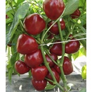 Paradajková paprika Dumas - Capsicum annuum - predaj semien - 15 ks