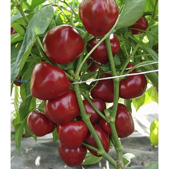 Paradajková paprika Dumas - Capsicum annuum - predaj semien - 15 ks
