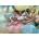 Ravensburger - Puzzle Edvard Degas: Four Ballerinas On The Stage - 1 000 piese