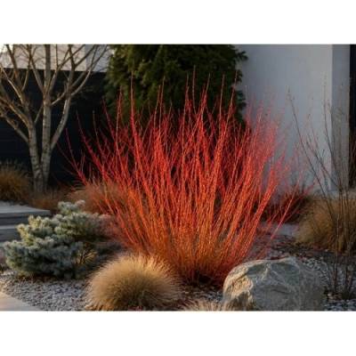 Drieň krvavý (Cornus sanguinea) ‘ANNY’S WINTER ORANGE’ – výška 30-50 cm, kont. C3L