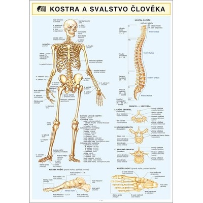 Holman nakladatelství KOSTRA SVALSTVO ČLOVĚKA A4