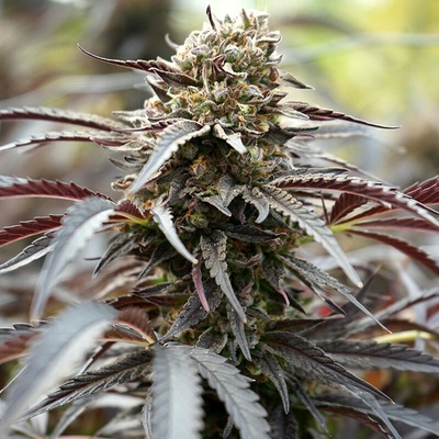 Humboldt Seed Organization White Runtz Fast semena neobsahují THC 3 ks