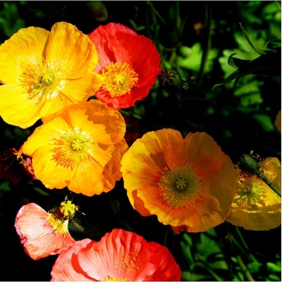 Mák alpínský směs barev - Papaver alpinum - semena máku - 50 ks