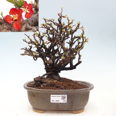 e-bonsai Venkovní bonsai - Chaneomeles speciosa - Kdoulovec ozdobný