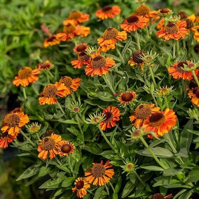 Helenium autumn. 'Short'n Sassy' Velikost hrnku: 2l růžov